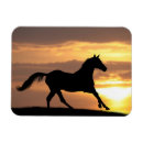 Suche nach um zu reiten magnete Schwarzes