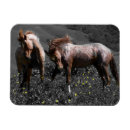 Suche nach stallion magnete Pferde