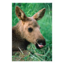 Suche nach elch foto poster Usa