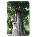 Suche nach baobab magnete Baum