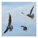 Suche nach seegras poster Vogelvogel
