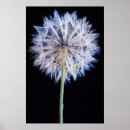 Suche nach taraxacum poster Blume