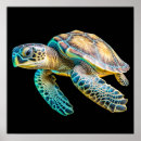 Suche nach schildkröte muschel poster Meeresleben