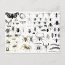 Suche nach spezies postkarten Schmetterling