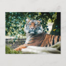 Suche nach sumatran postkarten Katze