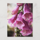 Suche nach zellen postkarten Blume