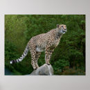 Suche nach coole katzen poster Fotografie