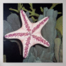 Suche nach seestern poster Korallen