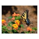 Suche nach lantana poster Natur