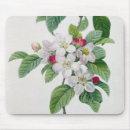 Suche nach strauch mousepads Pflanzen