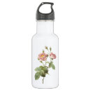 Suche nach rosa centifolia Rose