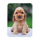 Suche nach spaniels magnete Welpe