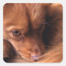 Suche nach ich bin besorgt aufkleber Hund