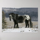 Suche nach appaloosa poster Stehend