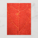 Suche nach makrophotographie postkarten Pflanze