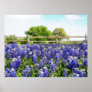 Suche nach texas bluebonnet poster Frühling