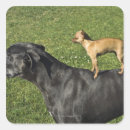 Suche nach deutsche dogge aufkleber Tier