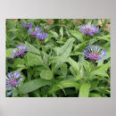 Suche nach blumenstrauß poster Blau