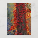 Suche nach strampler postkarten Minnesota