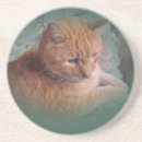 Suche nach bubba wohnen zuhause Katze