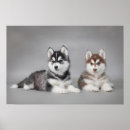 Suche nach husky poster Sibirisch