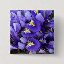 Suche nach blaue iris buttons Natur