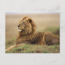 Suche nach masai postkarten Grasland