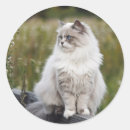 Suche nach katze aufkleber Foto hinzufügen