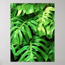 Suche nach philodendron poster Tropische blätter