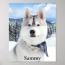 Suche nach hunde fotografie poster Haustier