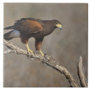 Suche nach larry fliesen Fauna