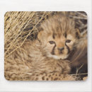 Suche nach fleischfresser elektronik zubehör Gepard