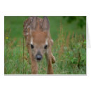 Suche nach bambi Baby
