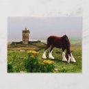 Suche nach clydesdales postkarten Zugpferd