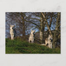 Suche nach attraktive postkarten Tier