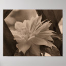 Suche nach clematis poster Natur