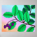 Suche nach ihr blackberry poster Obst