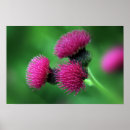 Suche nach weideland poster Natur