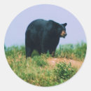 Suche nach schwarzbär aufkleber Grizzlyn