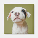 Suche nach pitbullwelpe Hund