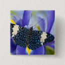 Suche nach tropischer schmetterling buttons Exotisch