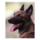 Suche nach malinois poster Haustier