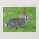 Suche nach wilde hasen postkarten Tierwelt