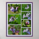 Suche nach virginia poster Natur