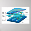 Suche nach molekular poster Biologie
