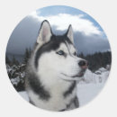 Suche nach siberian husky aufkleber Huskraut