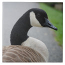 Suche nach gans fliesen Für alle