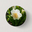 Suche nach narzissen buttons Natur