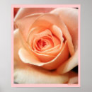 Suche nach pfirsich rose poster Foto
