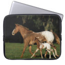 Suche nach fohlen laptop schutzhüllen Appaloosa